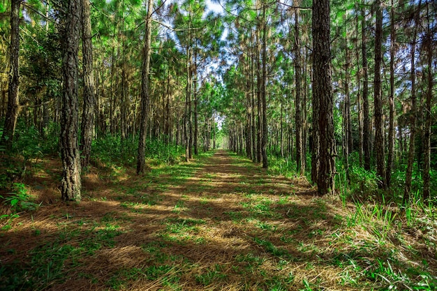 Bosque de pinos en verano en el Parque Nacional Phu Kradueng Tailandia