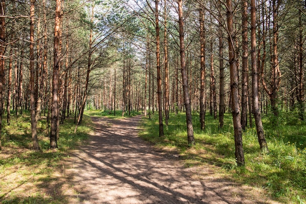 Bosque de pinos en verano