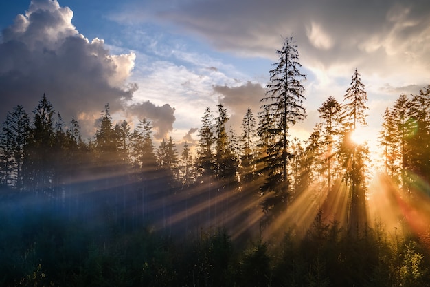 Bosque de pinos verde brumoso con copas de abetos y rayos del amanecer brillando a través de las ramas en las montañas de otoño.