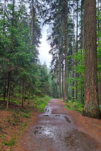 Bosque de pinos verdes después de la lluvia Vista del bosque de otoño