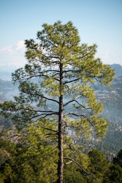 Bosque de pinos verdes en la ladera de la montaña.