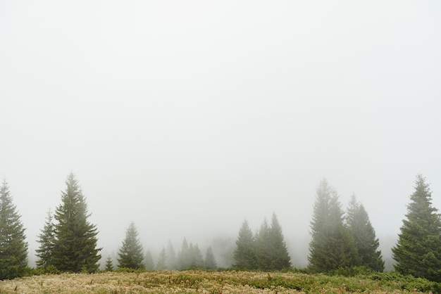 Bosque de pinos verdes en la ladera de un monte en una densa niebla, amplio fondo exterior