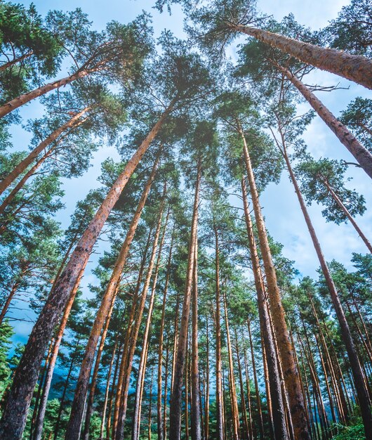 Bosque de pinos visto desde abajo con cielo azul