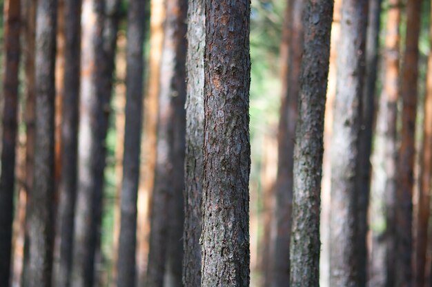 Bosque de pinos