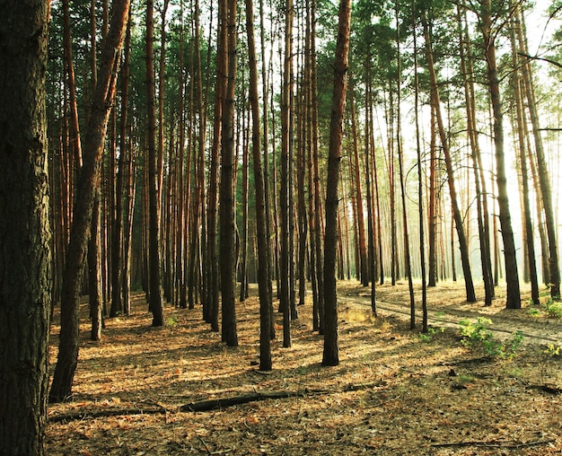 Foto bosque de pinos