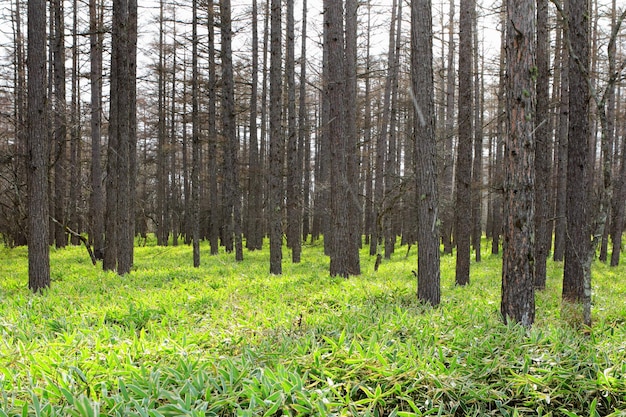 Bosque de pinos