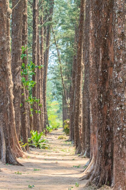 Bosque de pinos.