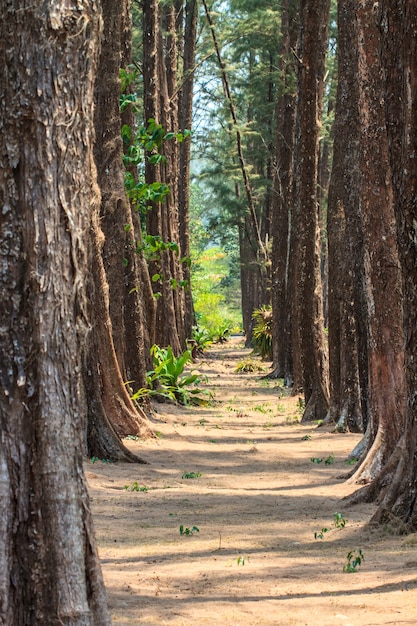 Bosque de pinos.