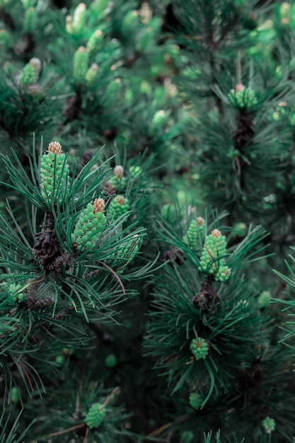 Bosque de pinos