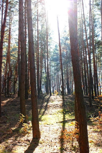 bosque de pinos