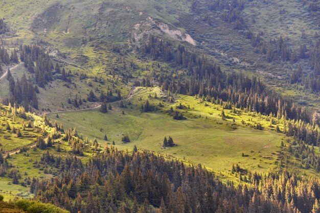 Bosque de pinos