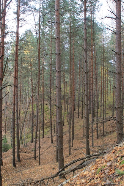 bosque de pinos