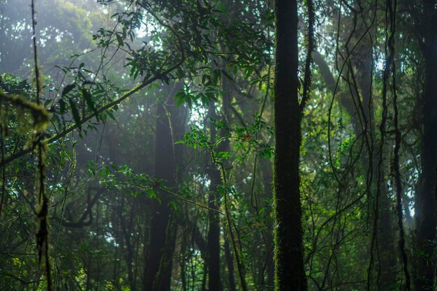 Un bosque pintoresco de frescos árboles caducifolios verdes enmarcados por hojas con el sol proyectando sus cálidos rayos a través del follaje