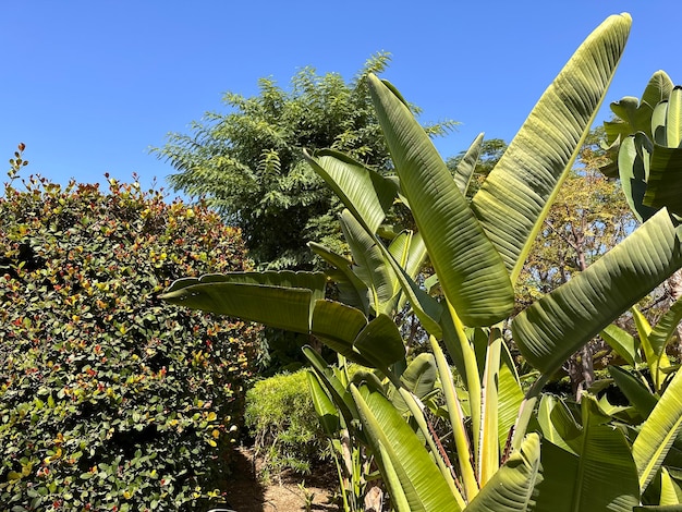 un bosque de plantas exóticas