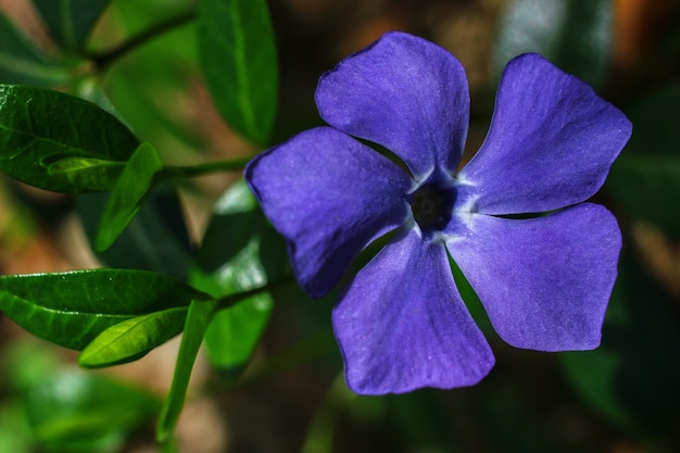 Bosque de plantas de viola cerrar