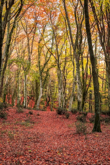 Foto bosque de playa en otoño