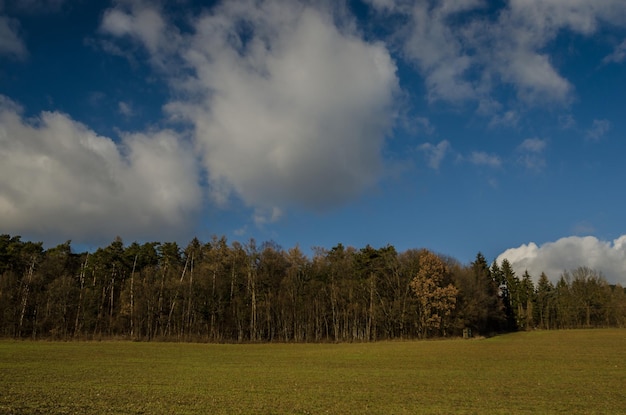 bosque y pradera