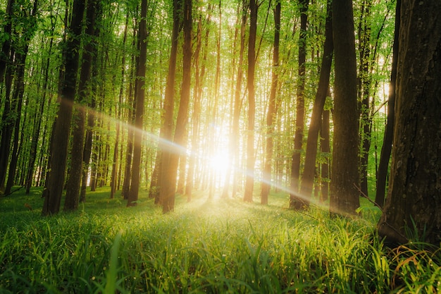 Un bosque de primavera árboles. naturaleza verde madera luz del sol