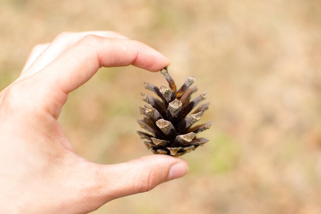 Bosque en primavera bosque de abedules abedules se vuelven verdes despertar naturaleza protección del medio ambiente lugar ecológico material natural lugar para caminar vida silvestre