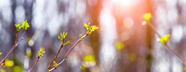 Bosque de primavera con brotes de hojas en las ramas de los árboles a la luz del sol vespertino