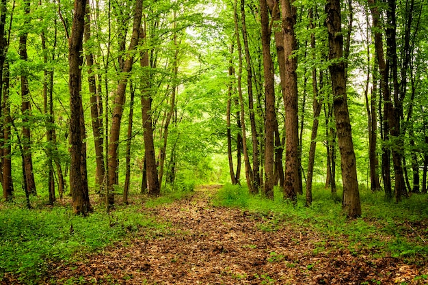 Bosque de primavera con un camino de hojas de los últimos años