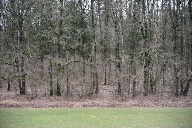 Bosque de primavera y otoño con hojas caídas.