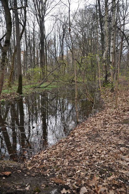 Bosque de primavera en el parque después de la lluvia. Un gran charco de agua después de una fuerte lluvia.