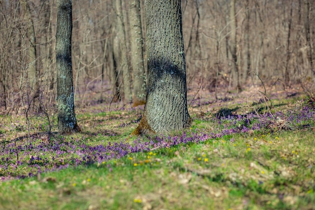 Bosque de primavera Las primeras flores de primavera en el bosque.