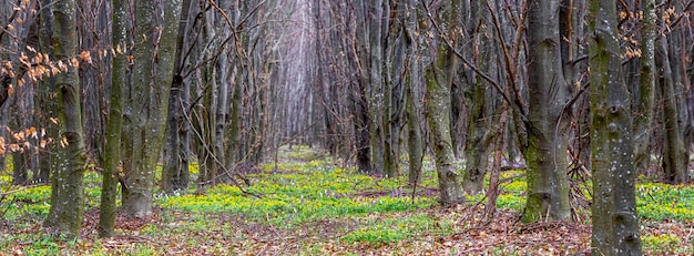 Bosque de primavera con las primeras flores de primavera.