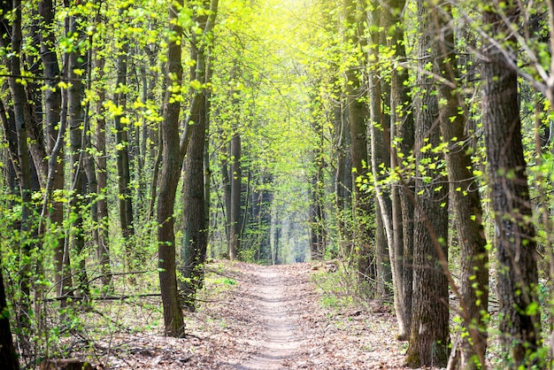 Bosque de primavera verde con primeras hojas de primavera y camino