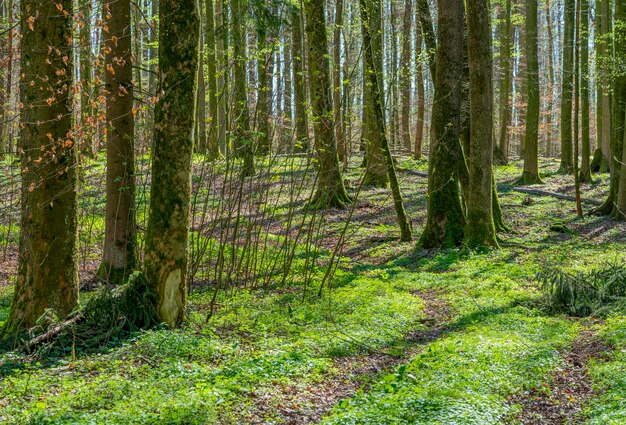 bosque en la primavera