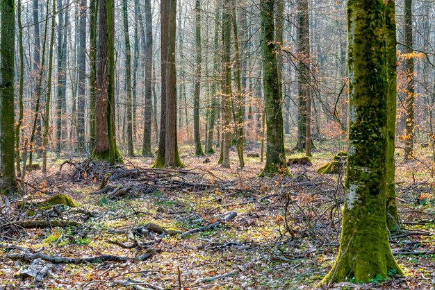 bosque en la primavera