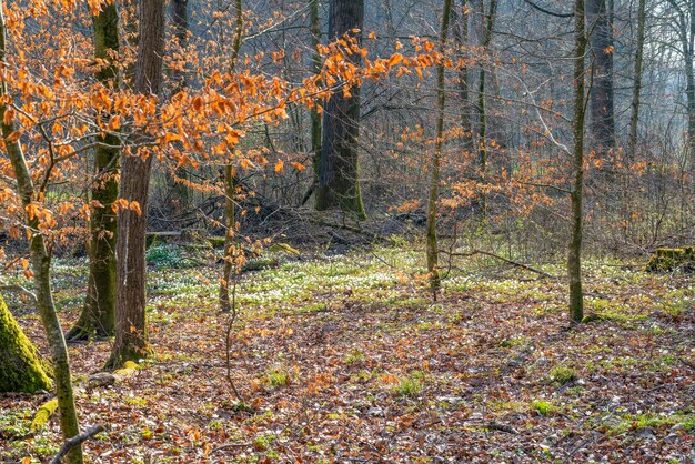 bosque en la primavera