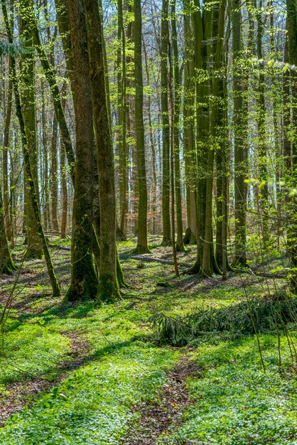 bosque en la primavera