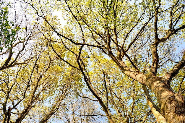 Bosque de primavera