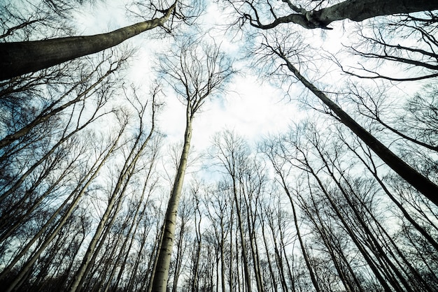 Foto bosque de principios de la primavera