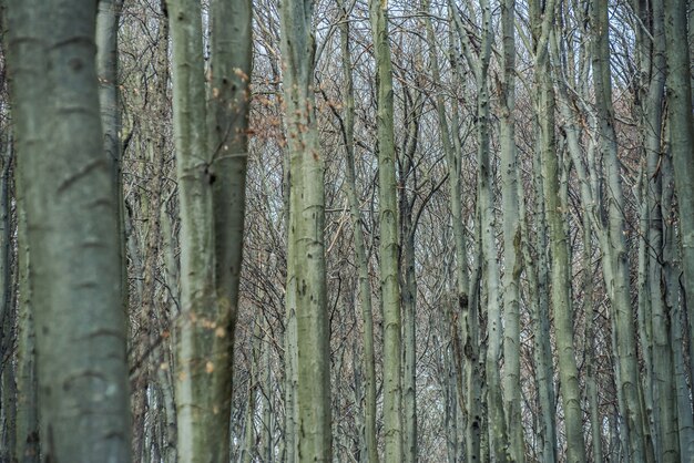 Bosque de principios de la primavera