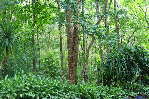 Bosque profundo en Chiang Mai, Tailandia