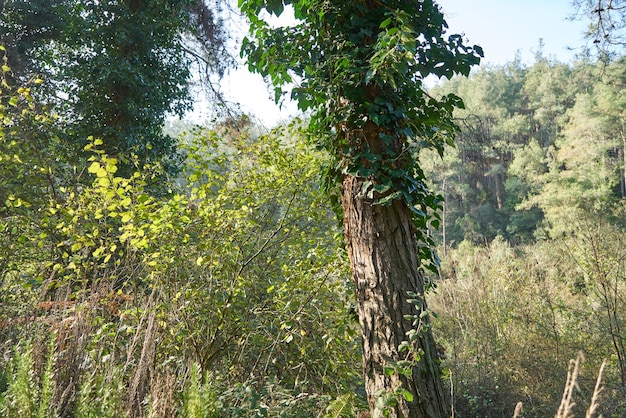 Bosque profundo con rayos de sol.