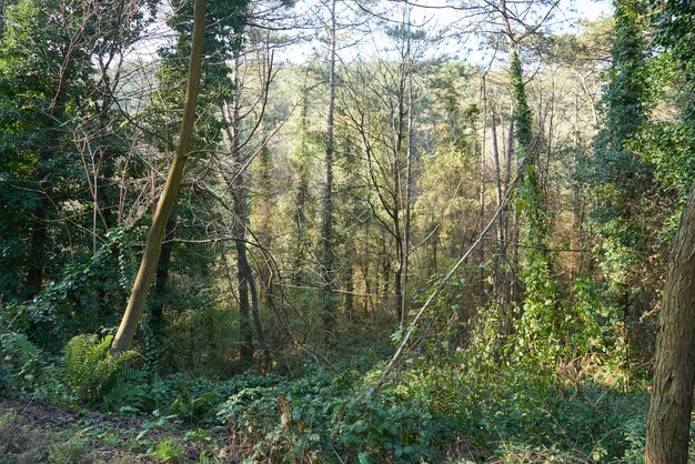 Bosque profundo con rayos de sol.