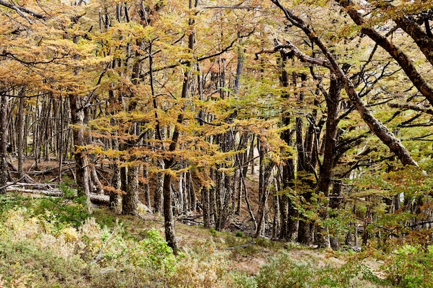 Foto bosque profundo