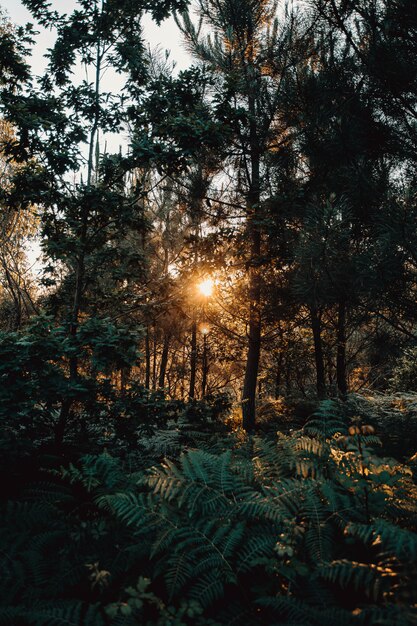 El bosque durante una puesta de sol.