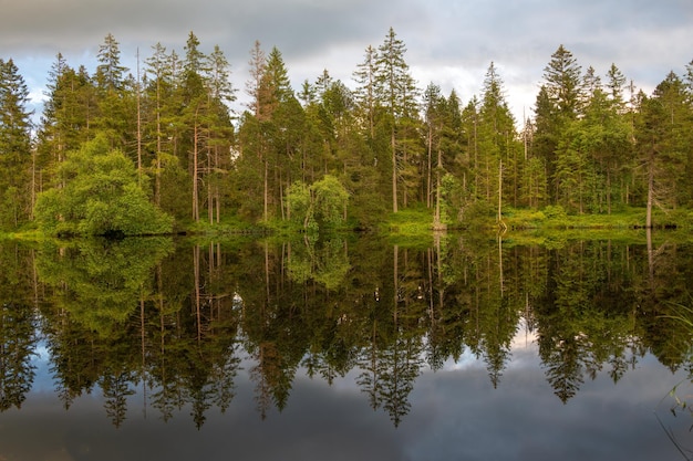 Un bosque que está junto al agua y se refleja en el agua