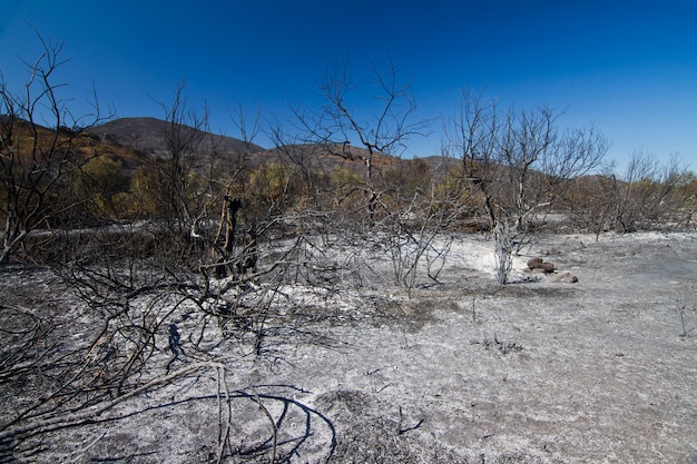 Foto bosque quemado