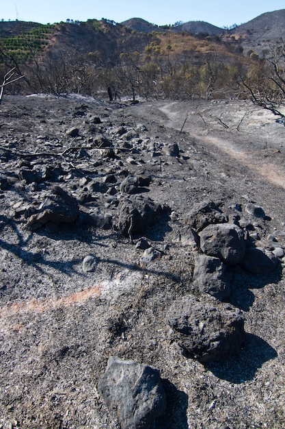 Bosque quemado