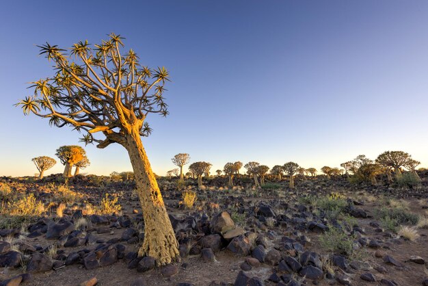 Foto el bosque de quiver tree fuera de keetmanshoop namibia al amanecer