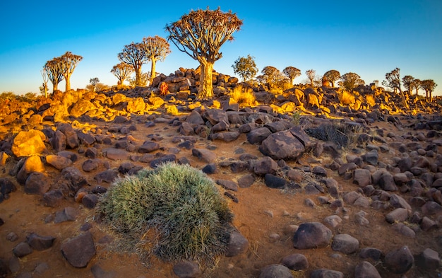 El bosque de Quivertree al amanecer cerca de Keetmanshoop en Namibia, África.