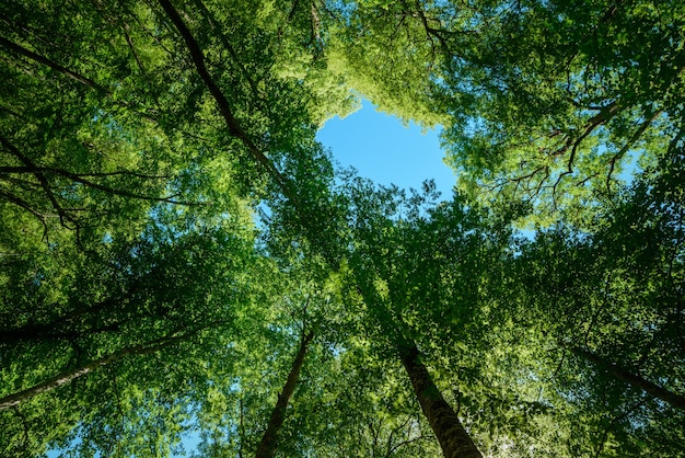 Bosque, ramas de árboles verdes, cielo azul, vista hacia arriba, hermoso fondo natural