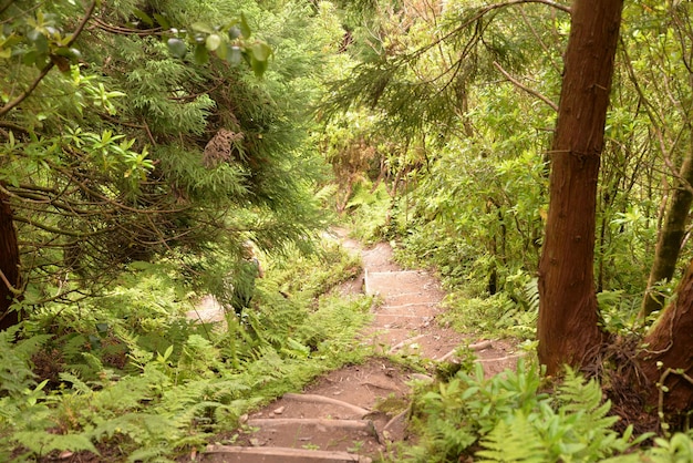 Bosque relicto de las Azores