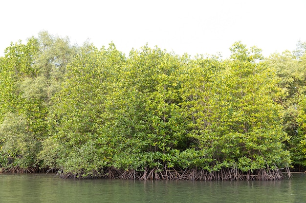 Bosque de Rhizophora apiculata blume en zona de manglar, árbol especial con raíz de apoyo o contrafuerte y también para airear